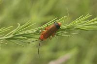 Rhagonycha fulva