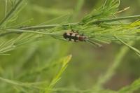 Crioceris asparagi