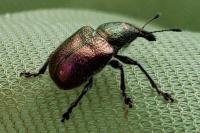 Rhynchites auratus