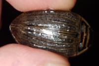 Acilius sulcatus