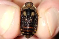 Acilius sulcatus