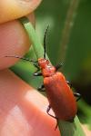 Pyrochroa serraticornis