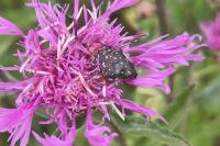 Oxythyrea funesta