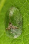 Cassida