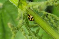 Propylea quatuordecimpunctata