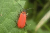 Pyrochroa coccinea