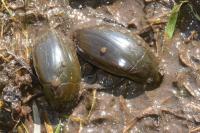 Hydrophilus piceus