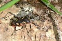 Rhagium bifasciatum