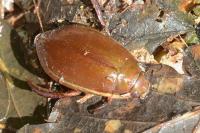 Cybister lateralimarginalis