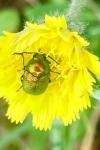 Cryptocephalus
