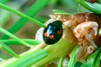 Exochomus quadripustulatus