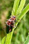 Cantharis rustica