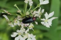 Dinoptera collaris