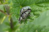 Phyllobius pomaceus