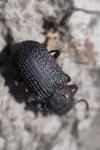 Bolitophagus reticulatus
