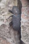 Bolitophagus reticulatus