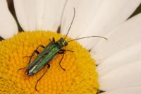 Oedemera nobilis