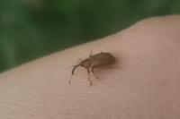 Dorytomus
