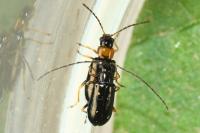 Luperus luperus