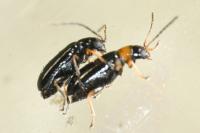 Luperus luperus