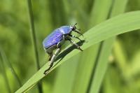 Hoplia coerulea