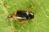 Cryptocephalus chrysopus