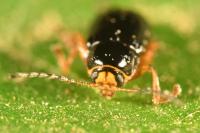 Cryptocephalus chrysopus