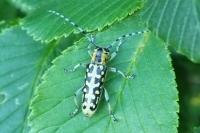 Saperda scalaris