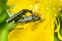Oedemera