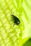 Deporaus betulae
