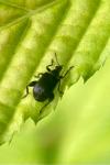 Deporaus betulae