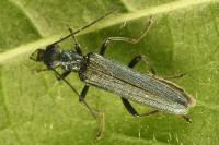Oedemera lurida