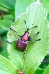 Rhynchites auratus