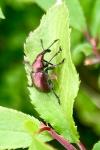 Rhynchites auratus