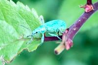 Polydrusus planifrons