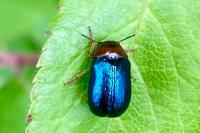 Smaragdina salicina