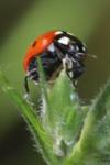 Coccinella septempunctata