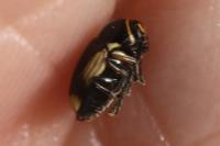 Cryptocephalus moraei