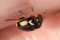 Cryptocephalus moraei