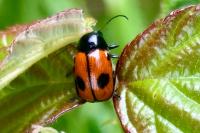 Cryptocephalus bipunctatus