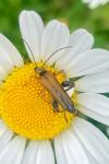 Oedemera podagrariae