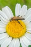 Oedemera podagrariae