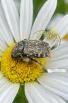 Oxythyrea funesta