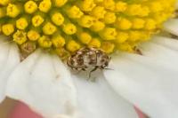 Anthrenus verbasci