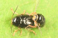 Cryptocephalus flavipes