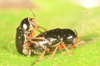 Cryptocephalus flavipes