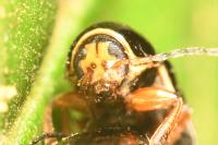 Cryptocephalus flavipes