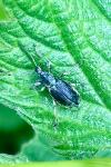 Phyllobius pomaceus