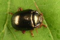 Chrysolina bankii