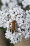 Oedemera podagrariae